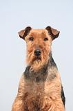 WELSH TERRIER 122